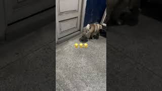 Maa Er Janno Wait 🫣 trending puglove doglover cute youtubeshorts viralvideo [upl. by Farrington]