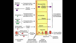 Fisiología humana 118 Sistema digestivo 12 Absorción de nutrientes [upl. by Adest]