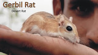 Gerbil Rodent Jerboa Or Desert Rat Full Documentary [upl. by Pease]