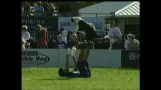 2011 Incredible Dog Challenge National Championship Finals AGILITY and DISC [upl. by Forkey]