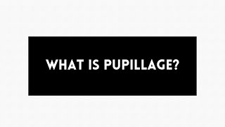 What is pupillage [upl. by Anerak]