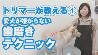 トリマーが教える①愛犬が嫌がらない歯磨きテクニック [upl. by Dreddy]