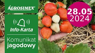 Zabiegi w trakcie zbioru owoców 🍓🍓  komunikat jagodowy  Agrosimex [upl. by Mosera]