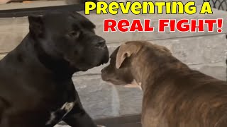 CANE CORSO vs PITBULL Aggression Preventing a REAL FIGHT [upl. by Ennovihs]