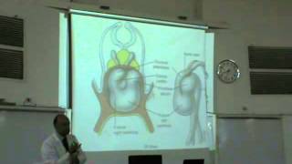 Embryology  Dr Sherif Fahmy CVS part 1 [upl. by Pisarik]