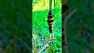 Insect  2  Blister beetles [upl. by Teemus]