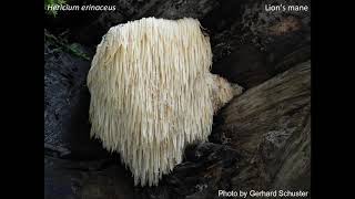 Toothed Fungi  NV Presentation by Kent Brothers  September 17 2020 [upl. by Tjader888]