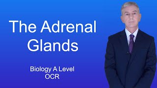 A Level Biology Revision Year 13 quotThe Adrenal Glandsquot [upl. by Remas]