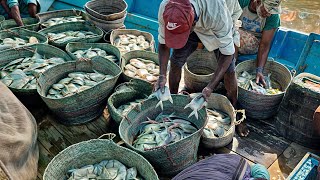 Silverwhite pomfret fresh fish hunting Ibrahim hyderi fishermen [upl. by Uhp]