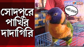 Sodepur News  সোদপুরে পাখির দাদাগিরি  Lorikeet bird  African Grey Parrot Rambo [upl. by Yar]