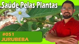 Saúde Pelas Plantas  Jurubeba protege o fígado e a vesícula digestiva diabetes diarreia [upl. by Nealey]