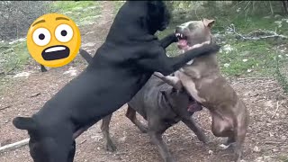 PITBULL Challenges CANE CORSO It was Almost a REAL FIGHT [upl. by Yesdnik496]