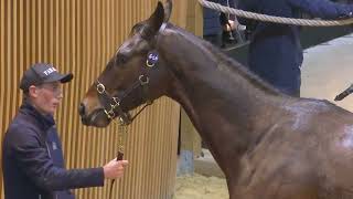 J2  Top Price N°3a  75000E  FOUX DU FAFA  Vente Arqana dAutome 2024 [upl. by Tiemroth75]