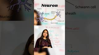 Types of neurone  nerve cells  unipolar bipolar amp multipolar neurone shorts neurons youtube [upl. by Clemen111]