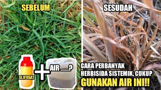 CARA MEMPERBANYAK HERBISIDA SISTEMIK  RUMPUT LULANGAN LANGSUNG MATI [upl. by Gorlin]