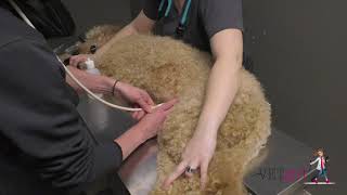 How to perform a AFAST abdominal ultrasound in a dog  VETgirl Veterinary CE Videos [upl. by Descombes]