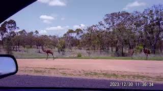 Wild Emu Mingela state forest [upl. by Suellen634]