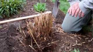 How to Divide Ornamental Grasses [upl. by Imoen]