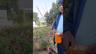 kundru ki sabji khane ke faydeyoutubeshorts harvesting garden nature [upl. by Arlena]