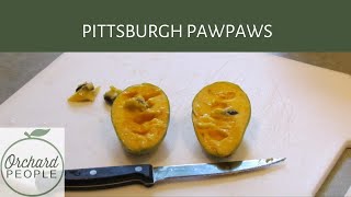 Growing Persimmon Trees and Pawpaws in Pittsburgh [upl. by Katz]