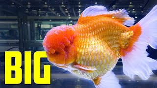 Goldfish World Championship CIPS 2019  Aquarium CoOp​ [upl. by Aikimat]