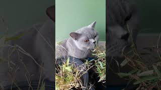 British Shorthair Cat [upl. by Barrington]