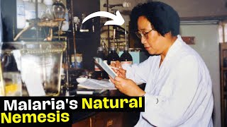 Tu Youyou Unveiling Artemisinin  Malarias Natural Nemesis [upl. by Fulks]