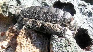 Moving Chiton Video [upl. by Daisy854]