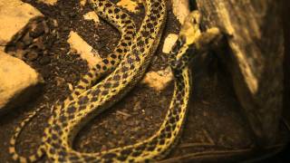 Two headed Gopher snake at Audubon Zoo New Orleans LA [upl. by Pratte]