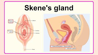 Skenes gland [upl. by Nevada]