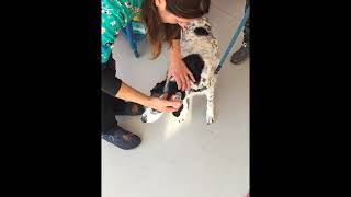 Ozonoterapia in cane con sindrome vestibolare  Fisioterapia Veterinaria Pisa [upl. by Asteria]