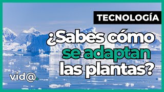 Así se Adaptan las Plantas de la Antártida a la Intensa Radiación UV VidaTV tecnología [upl. by Gaskins122]