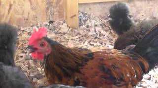 Mille Fleur Belgian Bearded DUccle rooster and some of my hens [upl. by Adnorahs]