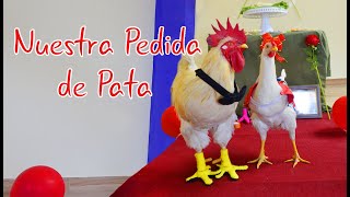 Gallo Lino Pide La Pata a Su Gallina Luna Bella [upl. by Canty]