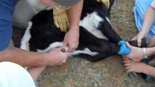 Castrating a Longhorn Bull Calf [upl. by Nnylcaj342]