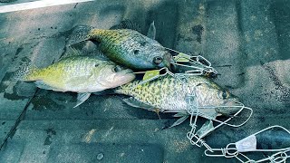 Crappie Fishing From The Bank Targeting Brush Piles [upl. by Pinckney]