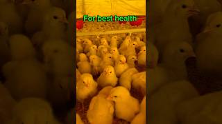 Day 2 poultry farming step by step  shortfeed india [upl. by Akirdnwahs]