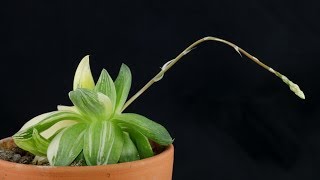 Haworthia cymbiformis quotVariegataquot [upl. by Patty]