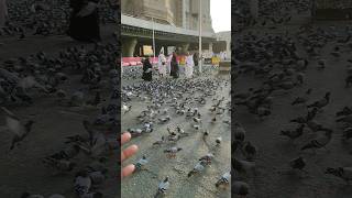 देखें मस्जिद अल हरम का सबसे बड़ा कबूतर चौक इब्राहिम खलील रोड makkah shortvideo [upl. by Lrig]