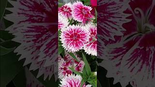 Dianthus Pink Flowers 🌸🌺 shorts flowers nature garden gardening dianthus [upl. by Ayikin]