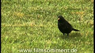 Schulfilm DIE AMSEL DVD  Vorschau [upl. by Johannah]