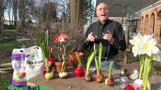 Amaryllis waxed bulbs plant in garden how to plant amaryllis bulbs outside [upl. by Saxet]