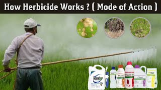 How Herbicides works  types of herbicides  herbicides mode of action in Hindi [upl. by Ramoh]