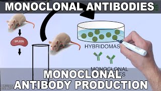 Monoclonal Antibodies and its Production [upl. by Adlev]