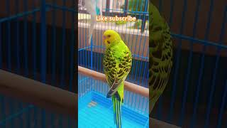 Na chedo Hume hum sataye hue hain 🦜😂 song atifaslam shortsvideo budgis [upl. by Leanne]