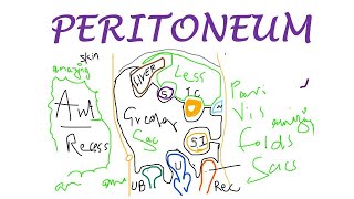 Chp18  PERITONEUM Basic Concepts  BDC Vol2  Abdomen Anatomy  Dr Asif Lectures [upl. by Nabalas]