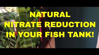 NATURAL NITRATE REDUCTION in YOUR FISH TANK An Algae Scrubber Update [upl. by Pierro738]