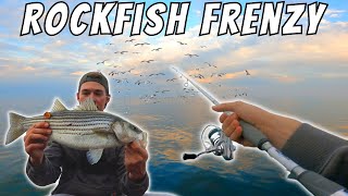 Fishing A ROCKFISH Frenzy On The CHESAPEAKE BAY Light Tackle Fishing [upl. by Akinej129]