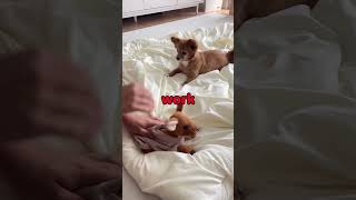 Dogs Hilarious Reaction to Toy Dog Prank 😂 [upl. by Reggi370]