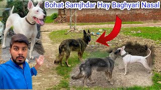 Baghyari Nasal Sach Main Bohat Wafadar Hay As Female Nay Sabit kar diya  Punjabi Shok vlogs [upl. by Lunsford]